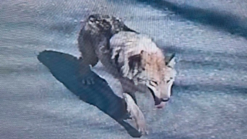 写真:Xのキャプチャー