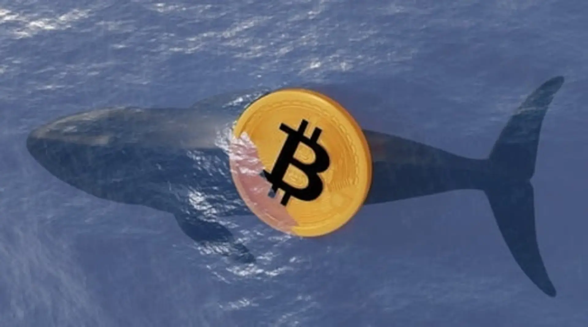 Bitcoin Whale Wallets Climb to Six-Month High as Big Holders Net Buy $1.5 Billion