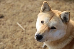 Exclusive: South Korea’s Jindo County to Track Jindo Dog Bloodlines on Blockchain
